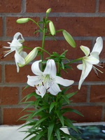 Foto: Dr. Peter Müller